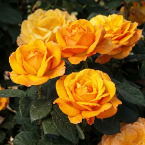 Good as Gold Hybrid Tea Rose (Gemini Upscale)